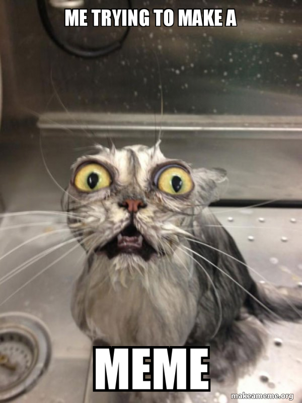 Cat bath meme