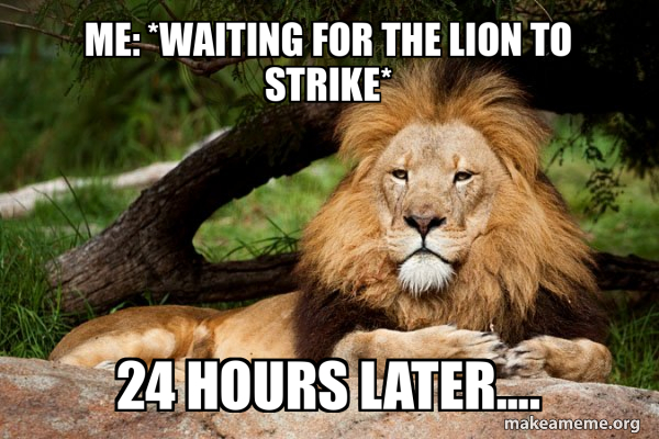 Contemplative Lion meme