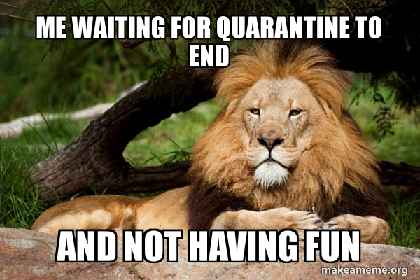 Contemplative Lion meme