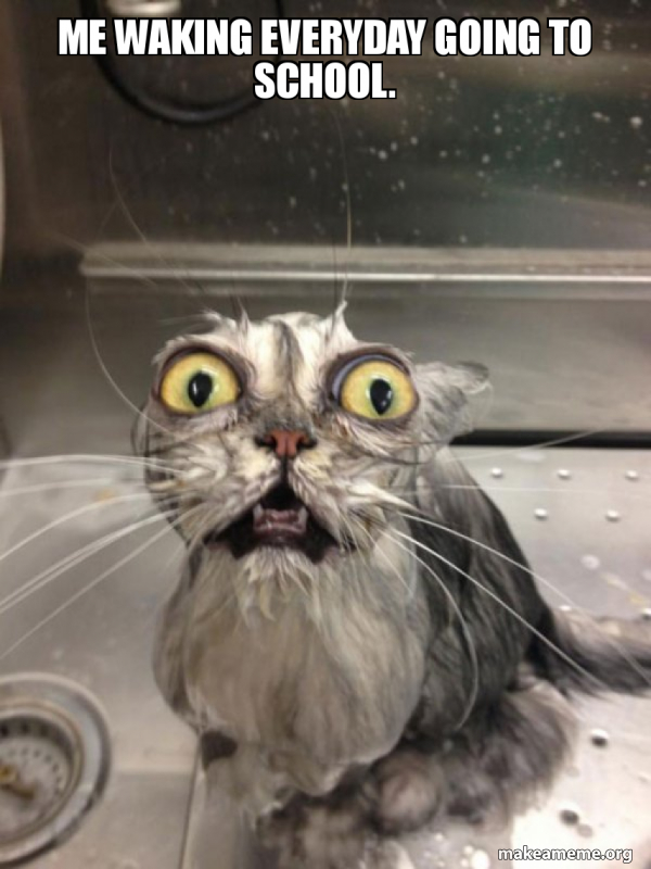 Cat bath meme