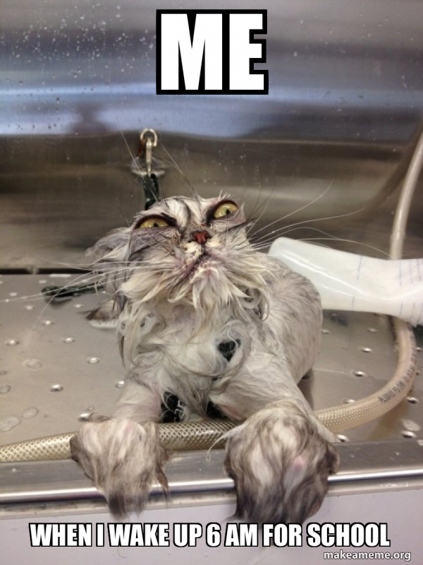 Cat Bath Returns meme