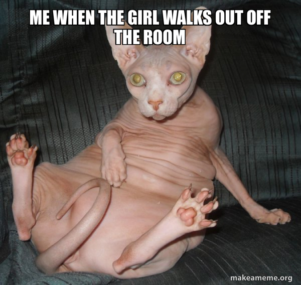 Hairless Cat meme