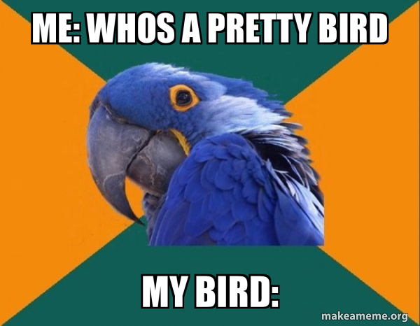 Paranoid Parrot meme