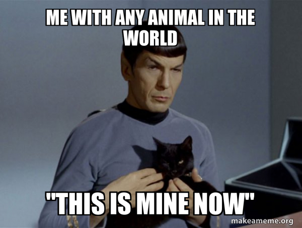 Spock and Cat Meme meme