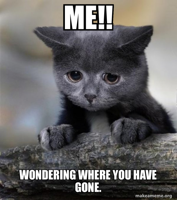 Confession Cat meme