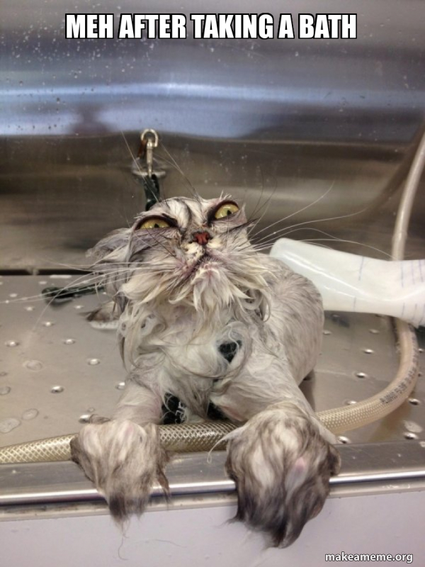 Meh after taking a bath Cat Bath Returns Meme Generator