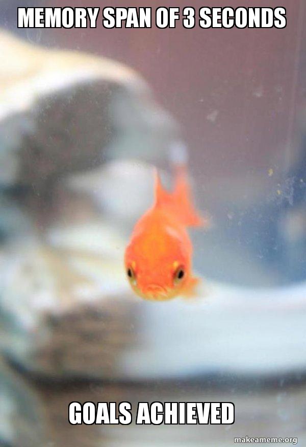 Memory span of 3 seconds goals ACHIEVED - Grumpy Fish Meme Generator