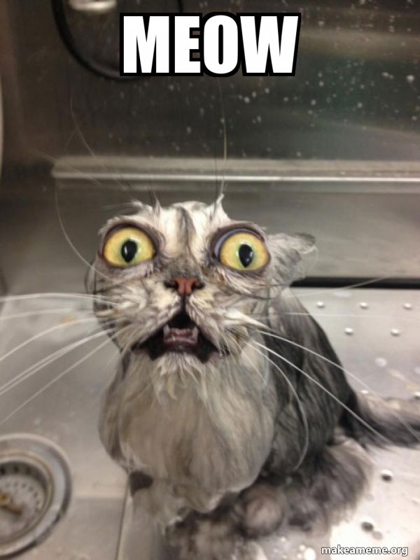 MEOW Cat bath Make a Meme