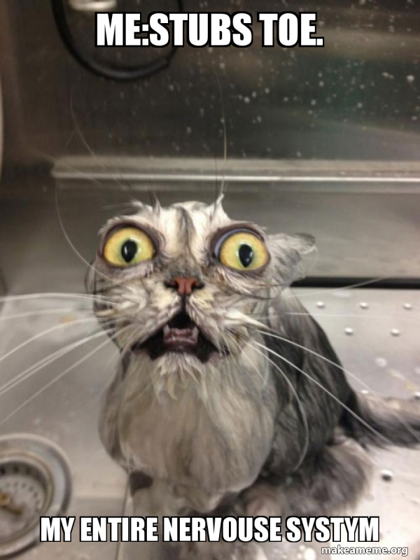 Cat bath meme