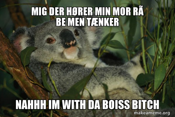 Laid Back Koala meme