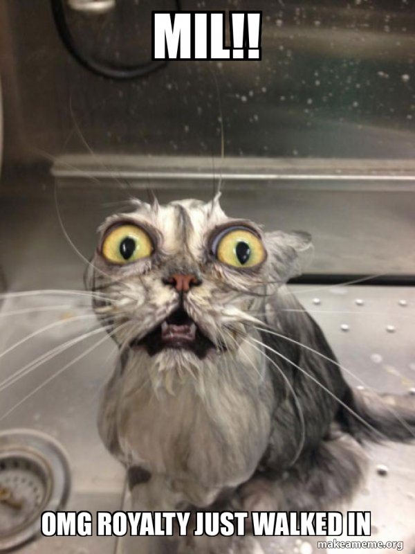 Cat bath meme