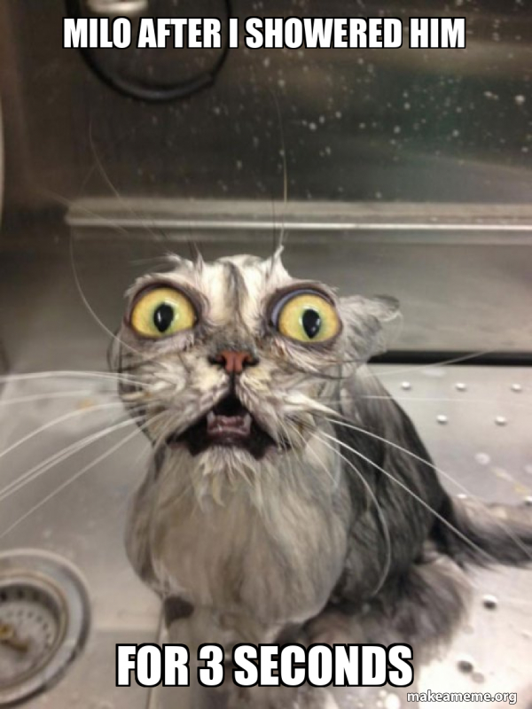 Milo after i showered him for 3 seconds - Cat bath Meme Generator