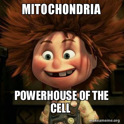 Mitochondria powerhouse of the cell Meme Generator