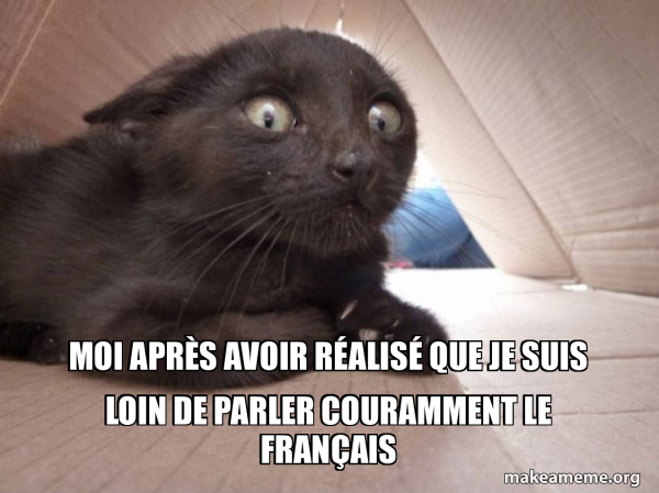 Schitzo Cat meme