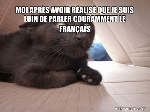 Schitzo Cat meme