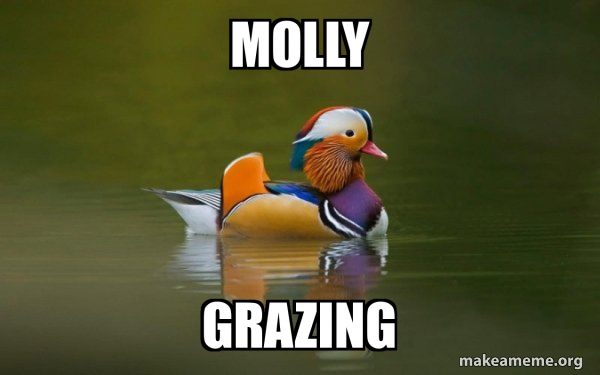 Fashionable Advice Mallard meme