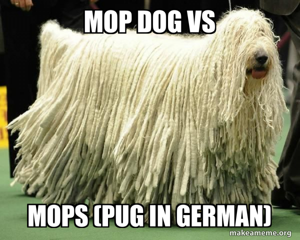Mop dog vs mops (pug in german) Meme Generator