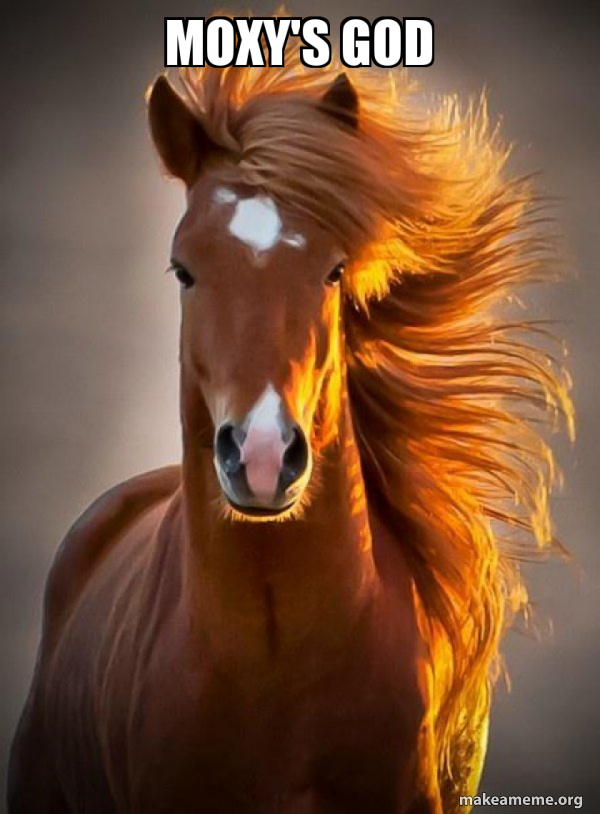 Ridiculously photogenic horse meme