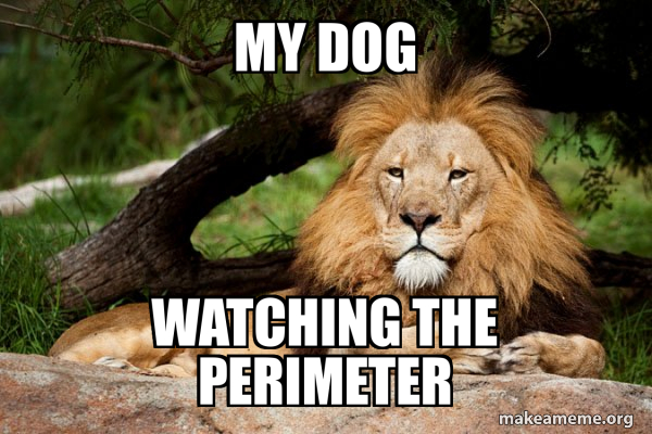 Contemplative Lion meme