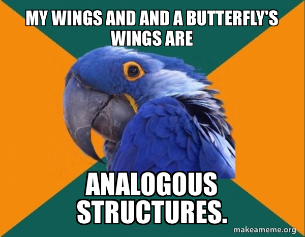 Paranoid Parrot meme