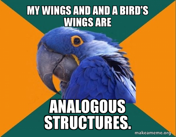 Paranoid Parrot meme