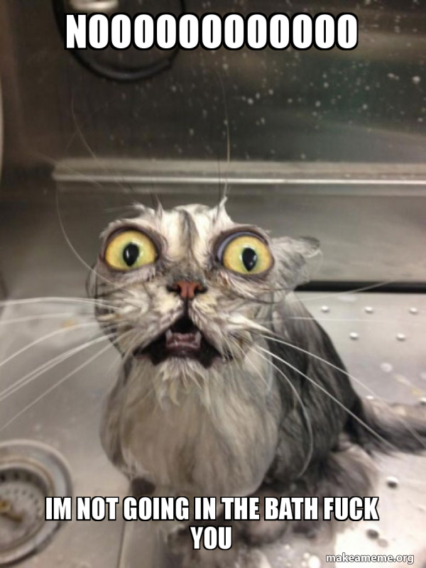 Cat bath meme