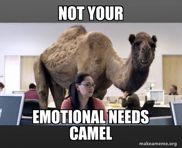 Hump Day Camel meme