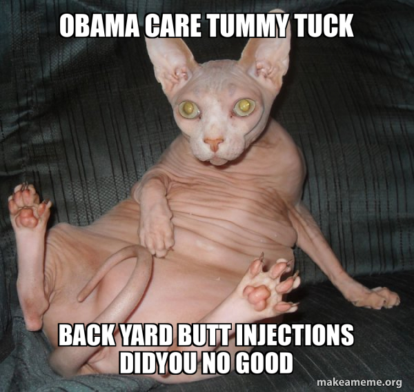 Hairless Cat meme