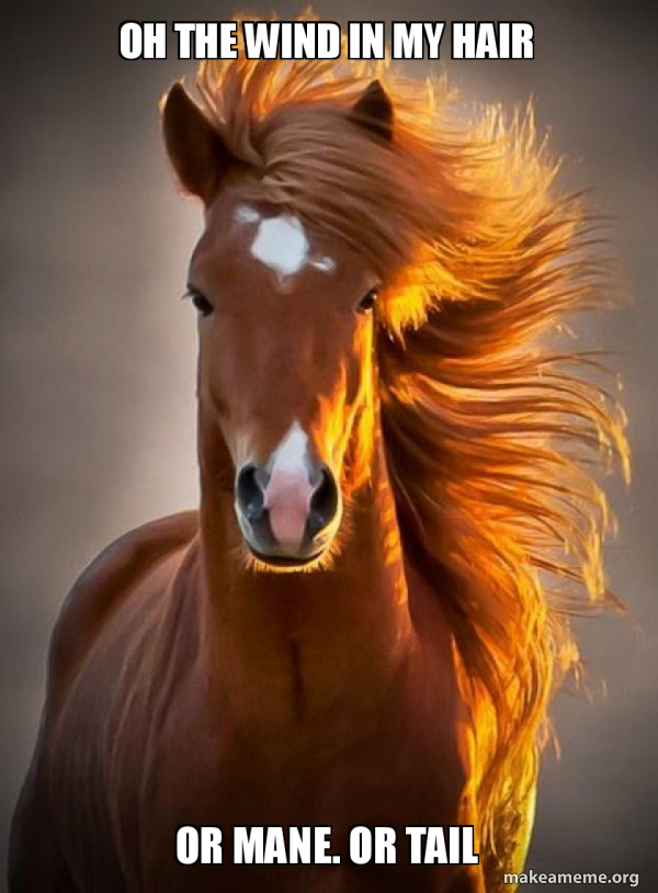 Ridiculously photogenic horse meme