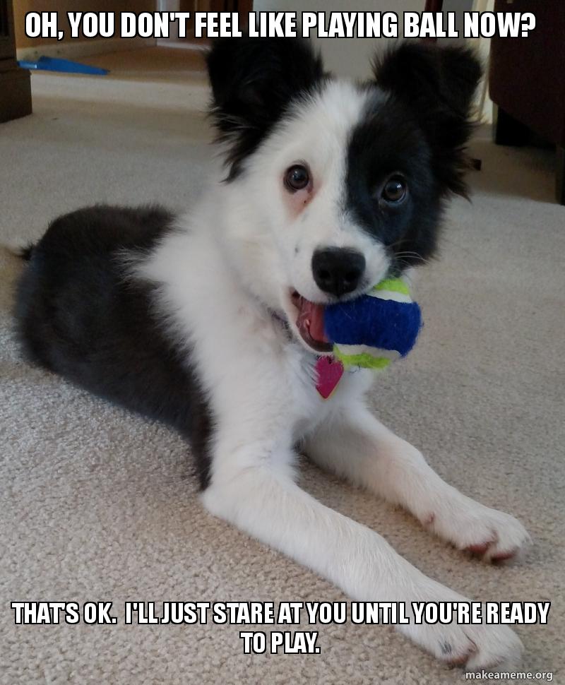 Dog Humor #3
