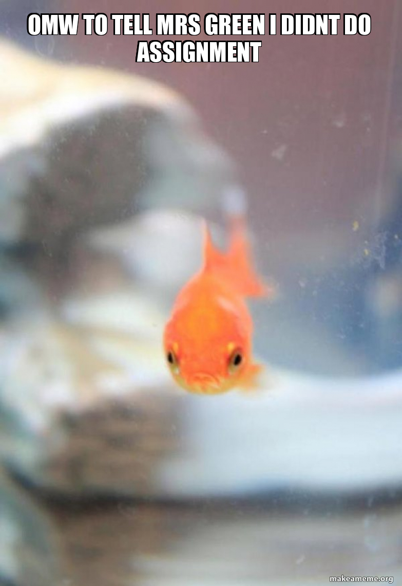 Grumpy Fish meme