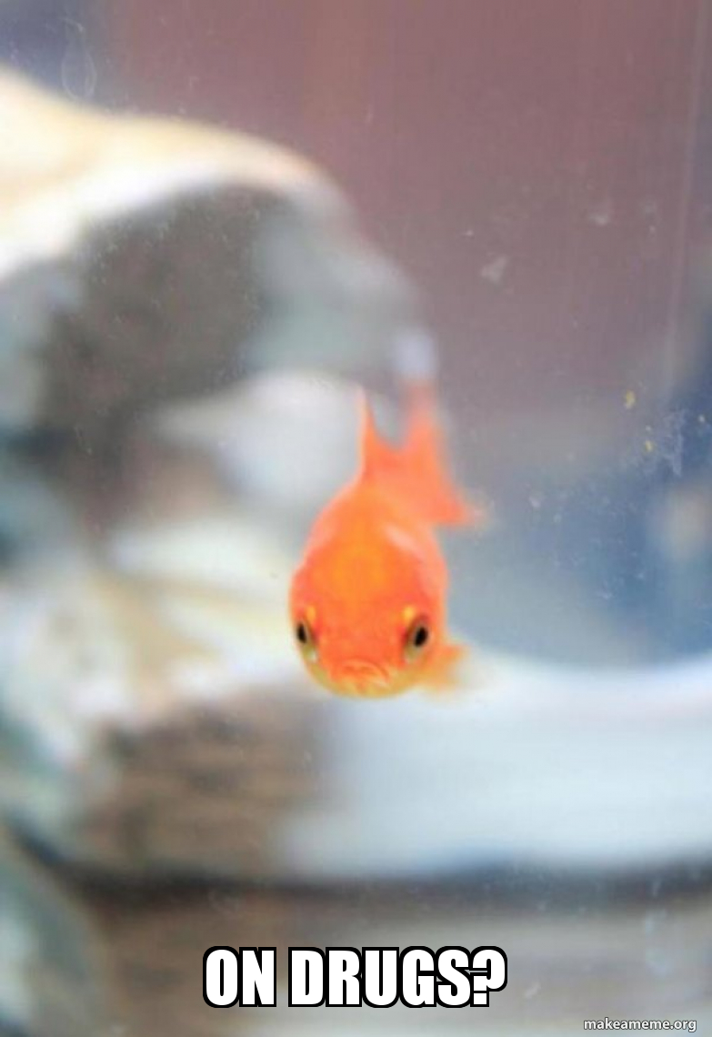 On drugs? - Grumpy Fish Meme Generator