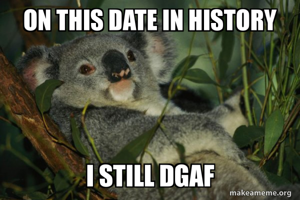 Laid Back Koala meme