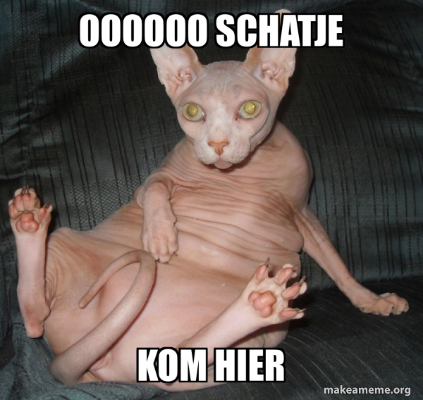Hairless Cat meme