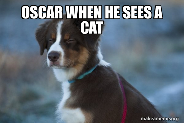 Unsure Dog meme