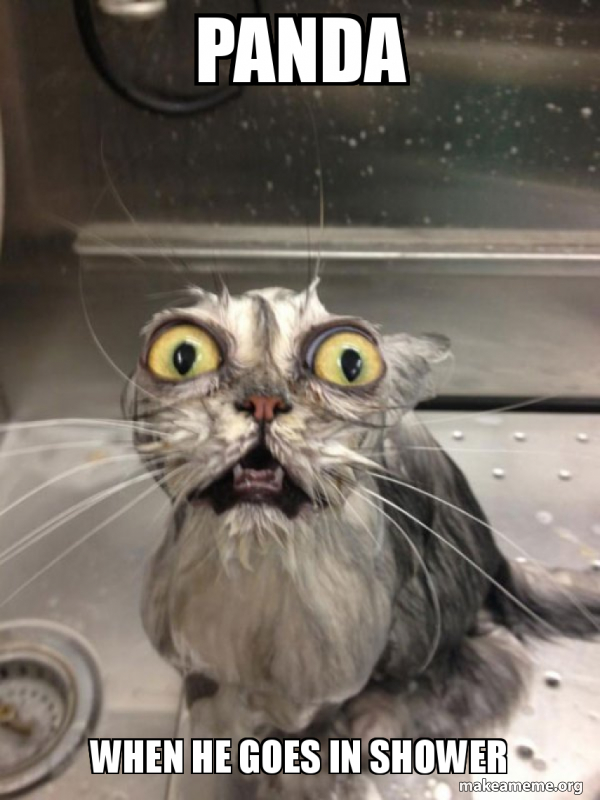 Cat bath meme