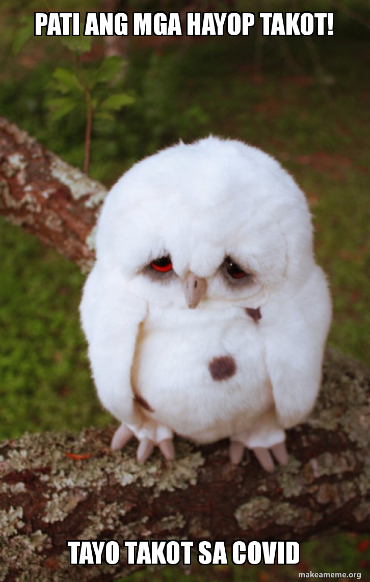 Sad Owl meme