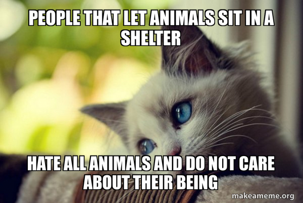 First World Cat Problems meme