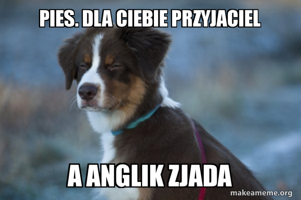 Unsure Dog meme
