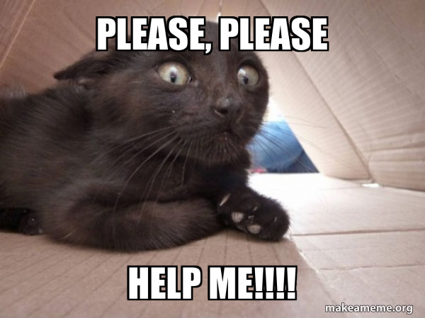 Schitzo Cat meme