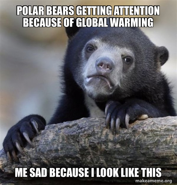 Confession Bear meme