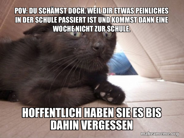 Schitzo Cat meme