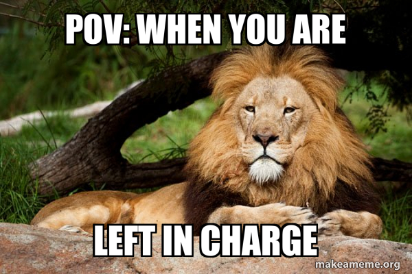 Contemplative Lion meme