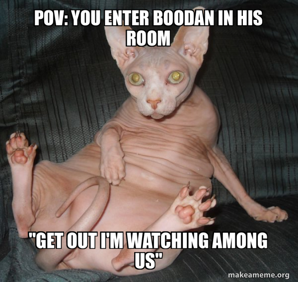 Hairless Cat meme