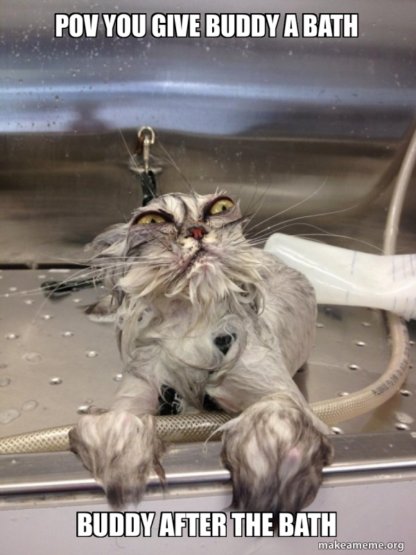 POV YOU GIVE BUDDY A BATH BUDDY AFTER THE BATH - Cat Bath Returns Meme ...
