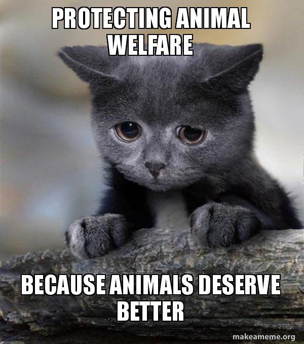 Protecting Animal Welfare Because Animals Deserve Better - Confession ...