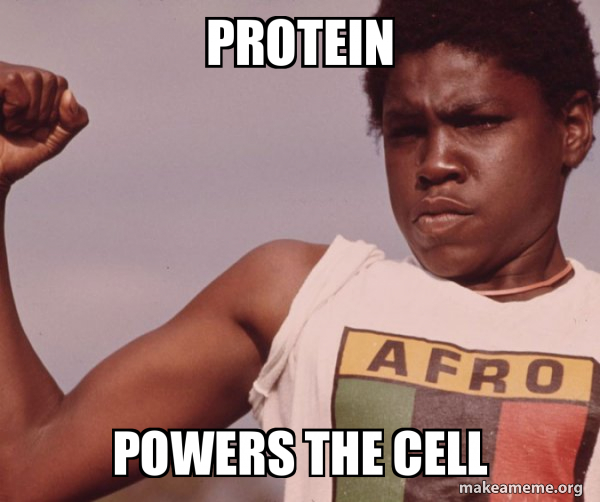 protein meme