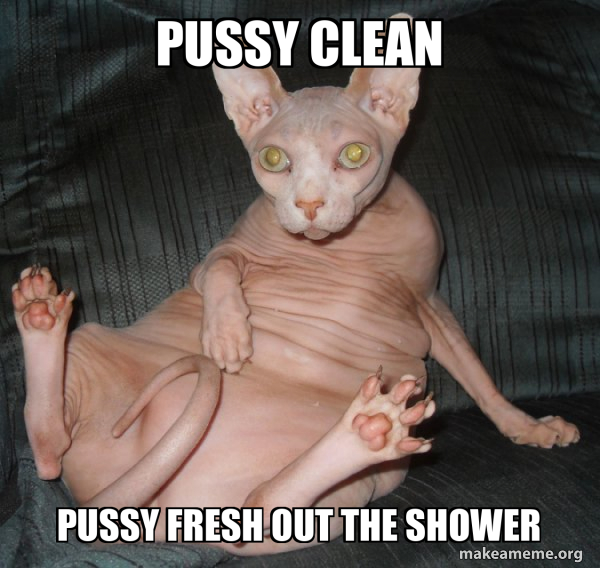 Hairless Cat meme