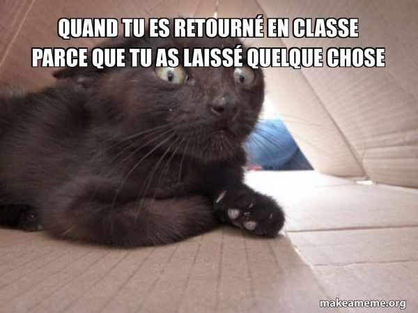 Schitzo Cat meme