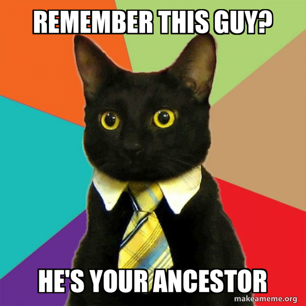 Business Cat meme